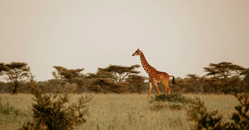 African Residency Programs